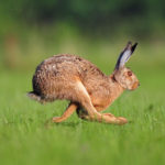 rabbit vertical jump